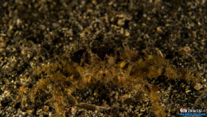 Lembeh, Indonesia 

Canon Powershot S100
Fisheye Fix S... by Irwin Ang 